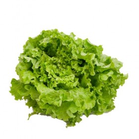 Lechuga Batavia